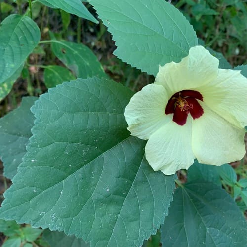 Hibiscus ovalifolius (Rock hibiscus) — photo