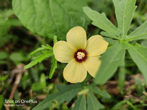 Hibiscus palmatus