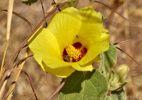 Hibiscus panduriformis (Yellow Hibiscus) — photo