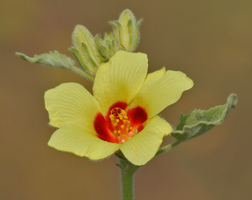 Hibiscus panduriformis (Yellow Hibiscus) — photo