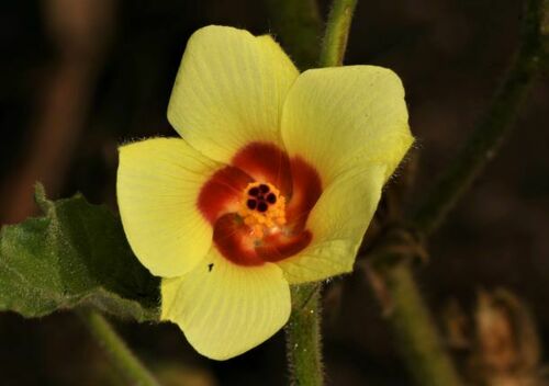 Hibiscus panduriformis