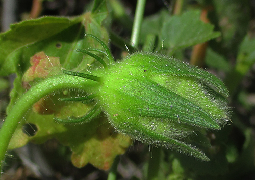 Hibiscus physaloides — photo