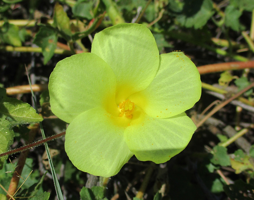 Hibiscus physaloides