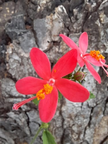 Hibiscus praeteritus — photo