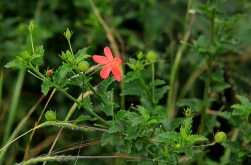 Hibiscus praeteritus — photo