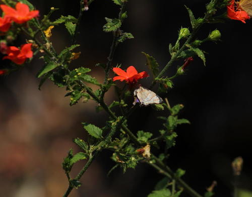 Hibiscus praeteritus
