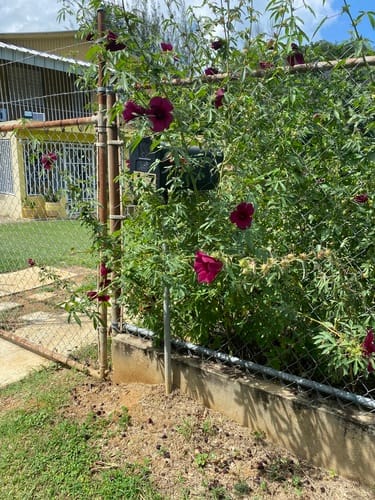 Hibiscus radiatus (Ruby hibiscus) — photo