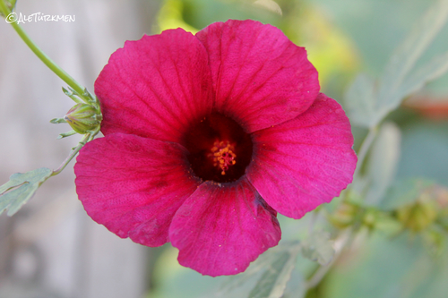 Hibiscus radiatus