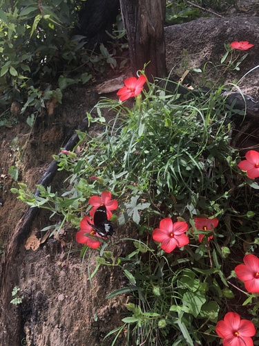 Hibiscus rhodopetalus — photo