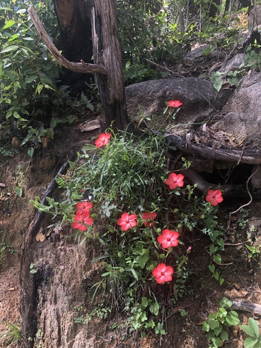 Hibiscus rhodopetalus — photo