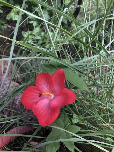 Hibiscus rhodopetalus