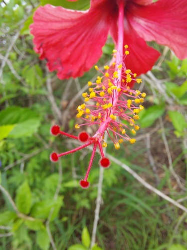 Hibiscus rosa-sinensis (Hibiscus) — photo