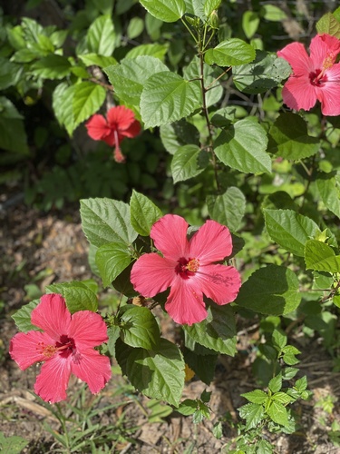 Hibiscus rosa-sinensis