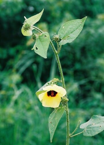Hibiscus rostellatus — photo