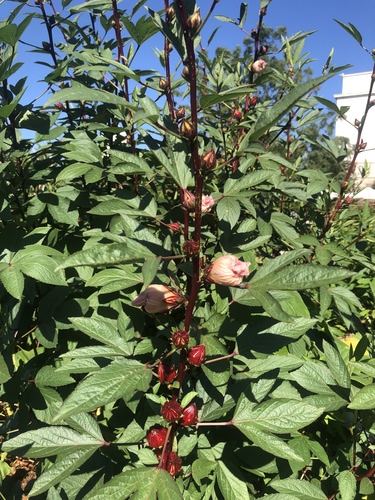 Hibiscus sabdariffa (Roselle) — photo