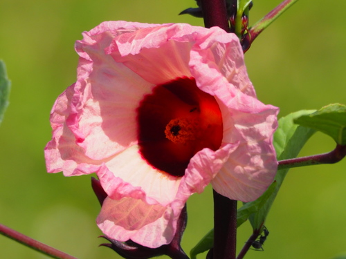 Hibiscus sabdariffa (Roselle) — photo