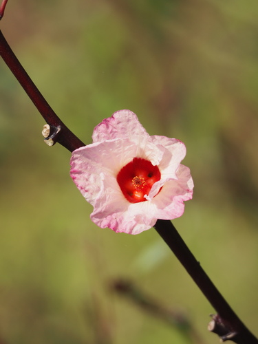 Hibiscus sabdariffa