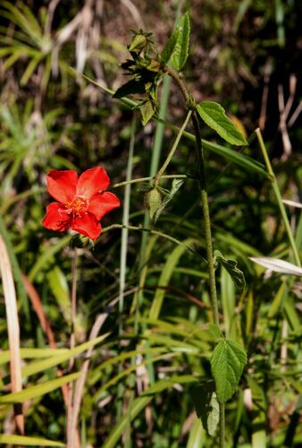 Hibiscus shirensis — photo