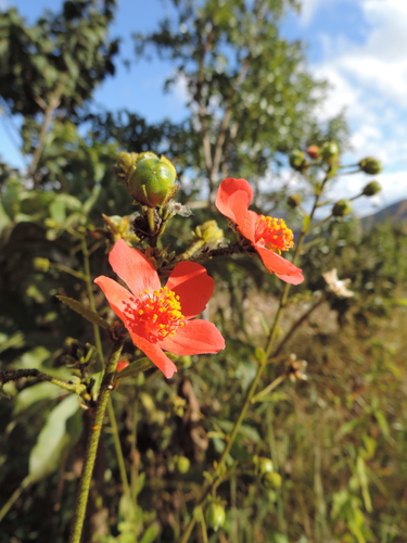 Hibiscus shirensis — photo