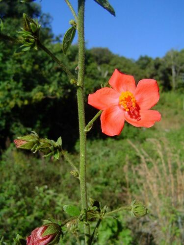 Hibiscus shirensis