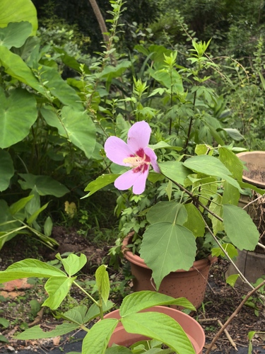 Hibiscus sinosyriacus (Rose of Sharon) — photo