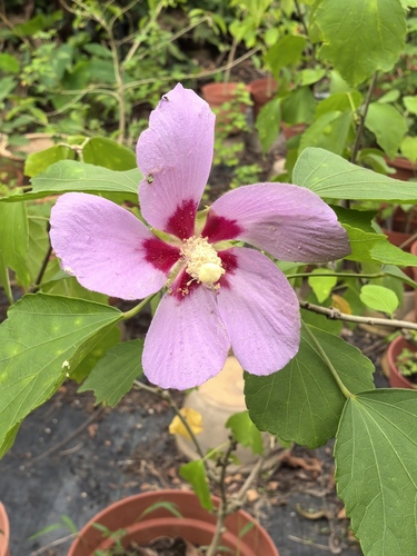 Hibiscus sinosyriacus