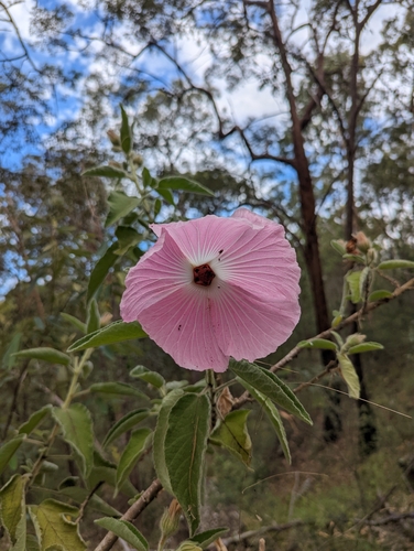 Hibiscus splendens