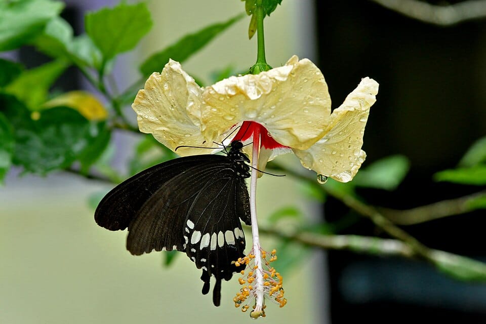 Hibiscus squamosus — photo
