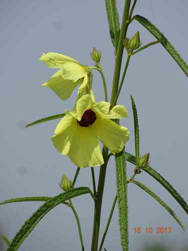 Hibiscus squamosus