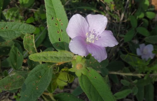 Hibiscus sturtii — photo