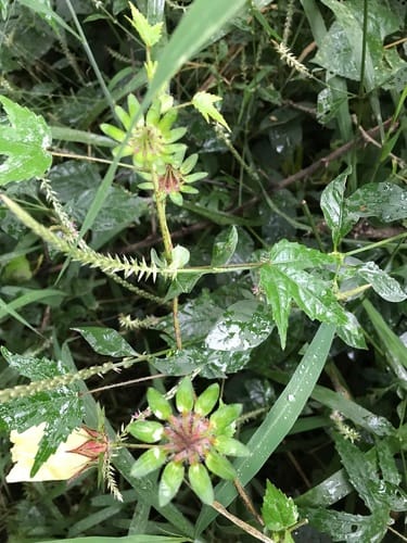 Hibiscus surattensis (Wild sour) — photo