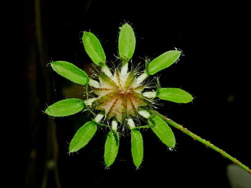 Hibiscus surattensis (Wild sour) — photo