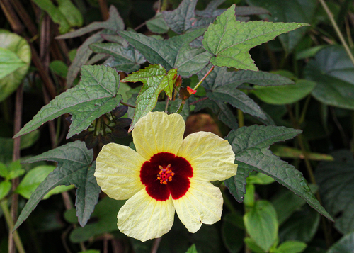 Hibiscus surattensis