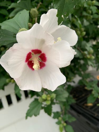 Hibiscus syriacus (Syrian Hibiscus) — photo