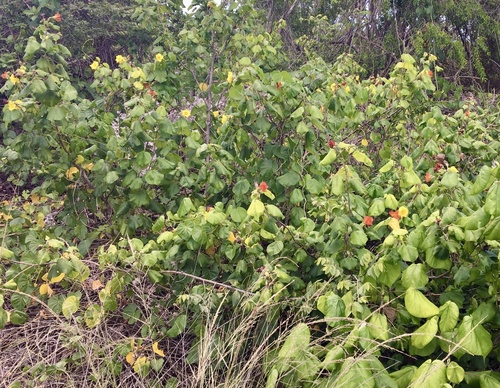 Hibiscus tiliaceus (Cotton Tree) — photo