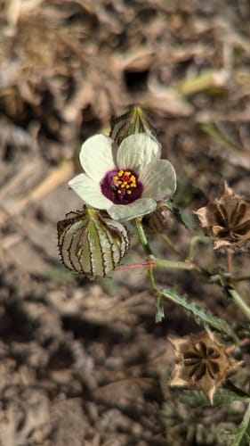 Hibiscus trionum (Flower-of-an-hour) — photo