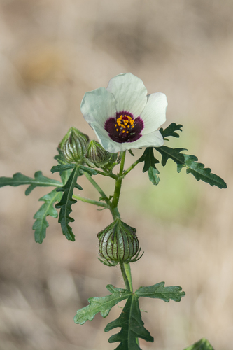 Hibiscus trionum