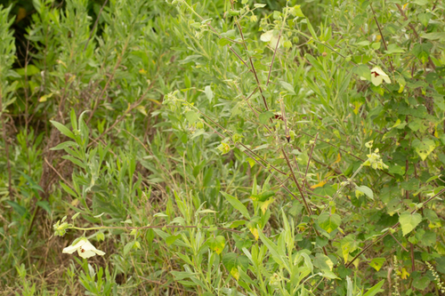 Hibiscus vitifolius (Tropical rose mallow) — photo