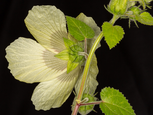 Hibiscus vitifolius (Tropical rose mallow) — photo