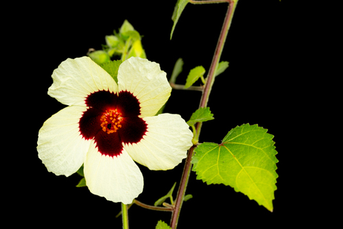 Hibiscus vitifolius