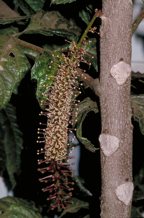 Hicksbeachia pilosa (Red bopple nut) — photo