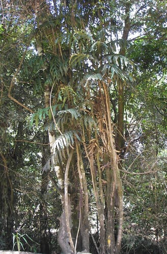 Hicksbeachia pinnatifolia (Ivory Silky Oak) — photo