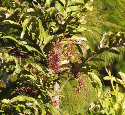 Hicksbeachia pinnatifolia