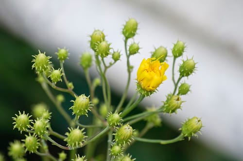 Hieracium umbellatum (Narrowleaf Hawkweed) — photo