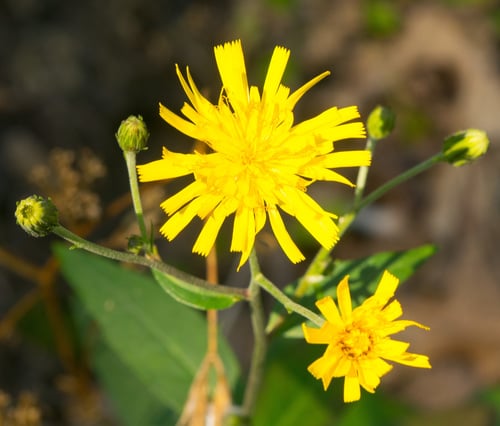 Hieracium umbellatum