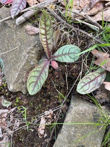 Hieracium venosum (Rattlesnake weed) — photo