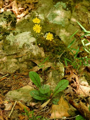Hieracium venosum (Rattlesnake weed) — photo