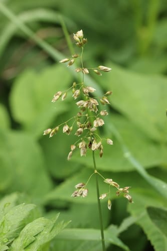 Hierochloe odorata (Holy grass) — photo