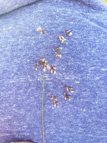 Hierochloe odorata (Holy grass) — photo