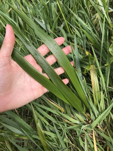 Hierochloe redolens (Cinnamon-grass) — photo